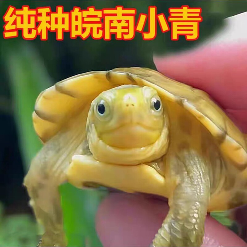 Little Green Turtle Yellow-throated Water Turtle Sanhuang Southern Anhui Little Green Turtle North Shibei species Stone Moneyturtle Little Turtle Living creature