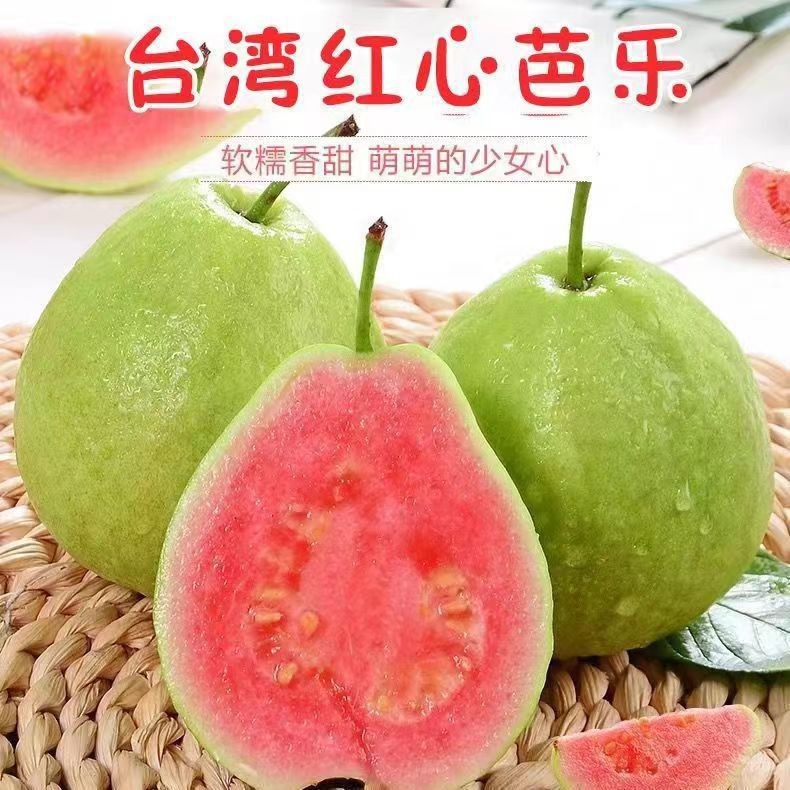 番石榴种子芭乐种子鸡屎果种子拔子喇叭番石榴种籽四季播种
