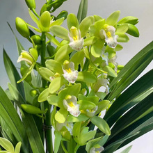 大花惠兰兰花盆栽不带花卉客厅室内阳台开花绿植四季懒人养不死