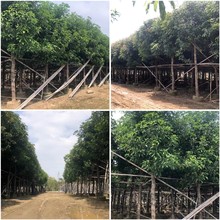 廣東全冠芒果樹種植基地直銷12-15公分全冠芒果樹價格袋苗芒果樹