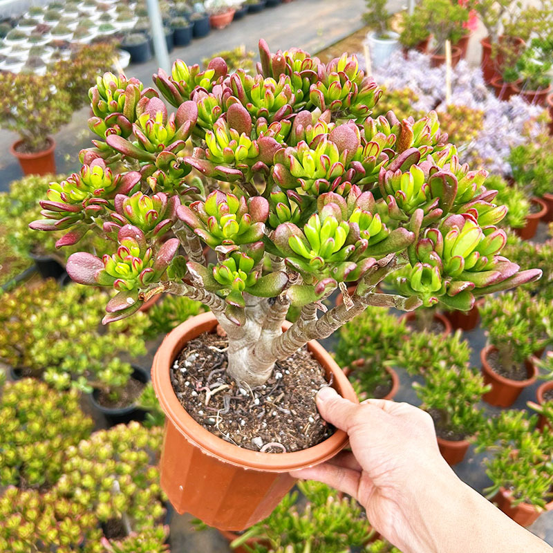 빅 럭키 캣 올드 파일 18cm+