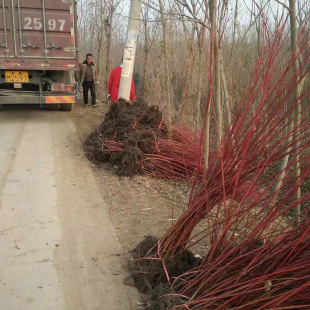 ��ľ�������l��ɫ�G�������� �t��ľ���� �t�R��С�� �t��ľ����