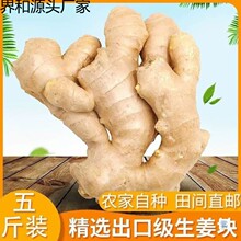 山东生姜姜块农家自种新鲜