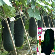 ��Ƥ���ϷN�ӏV�|����M����һ��⏷�Ƥ����С���������ļ����N