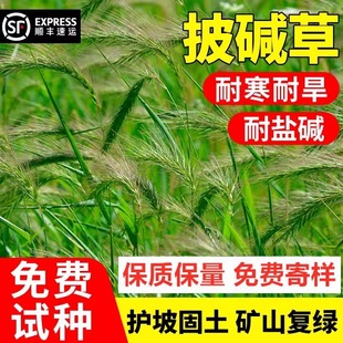 Alkaline Grass Seeds, Alkaline Grass Seeds, Wind-Resistant, Sand-Resistant, Cold-Drought-Resistant, Salt-Tolerant Grass Seeds, Cold-Resistant Perennial Four-Season Pasture Seeds