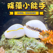 觀賞螺除綠藻金環寶螺寵物海螺角蠑螺牛眼螺凈化海缸吃藻紫底星螺