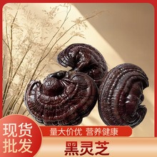 正宗s 正品黑灵芝 黑灵芝整枝干货灵芝 滋补泡水泡酒一手货源