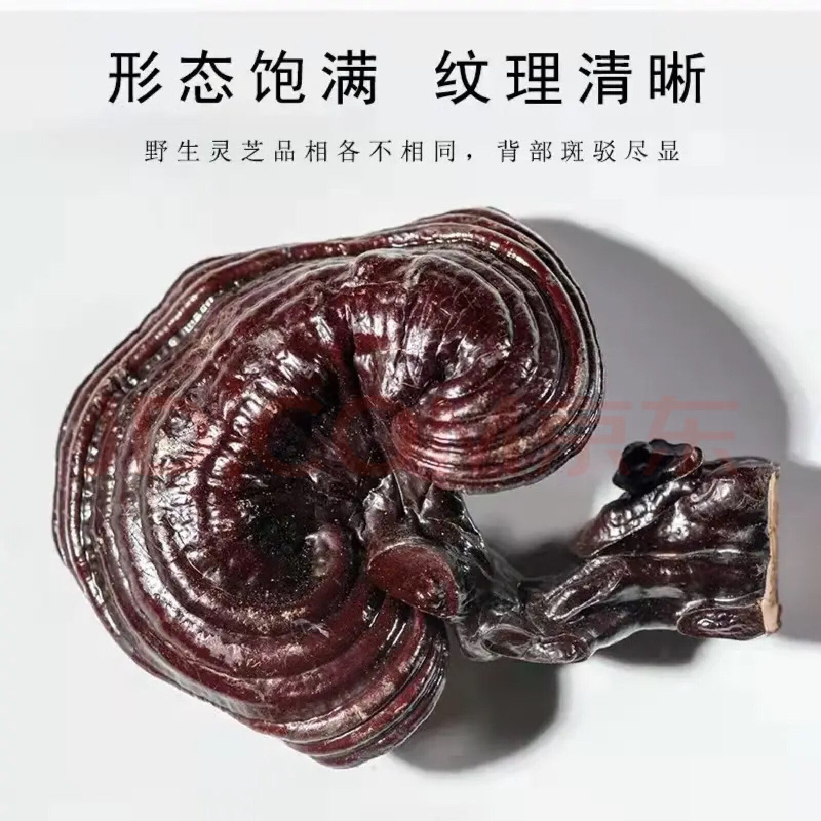 Lingzhi Reishi Mushroom 500g Whole Dried Ganoderma Slices for Tea and Soup specifications