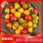 山东新鲜三色水果小番茄