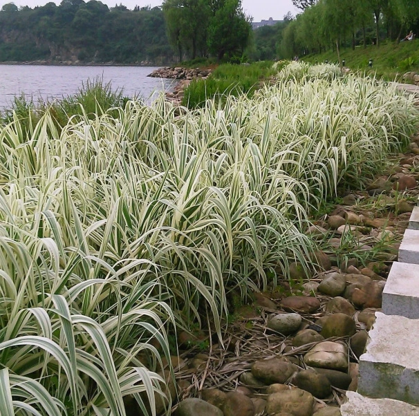 Тростники цветок лист тростник бамбук водный цветок Рид Пруд Речной канал очищенная вода качество довольно водное насаждение