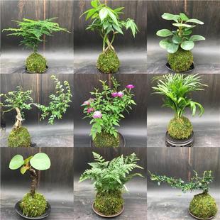 Moss Ball Hydroponic Plant Bonsai Fern Rice Bamboo Asparagus Calamus Spring Rain June Snow Mirror Grass Fujian Tea Potted Plant