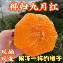 秭归脐橙净重5斤九月红果冻橙现摘新鲜榨汁水果手剥橙甜橙子二级