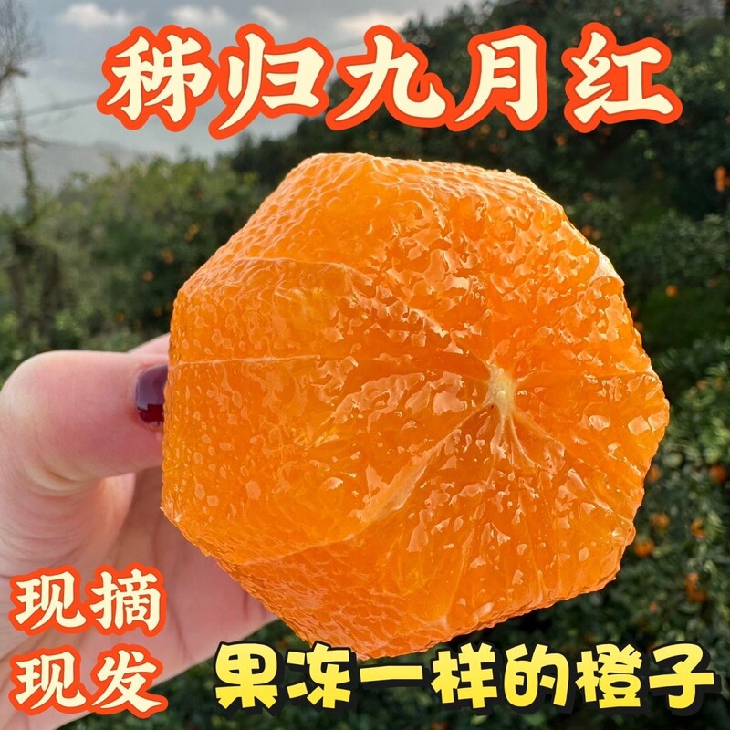 Zigui Early Red Navel Oranges, September Red Jelly Oranges, Freshly Picked, Seasonal, Juicy Fruits, Easy-To-Peel Oranges, Sweet Wholesale Oranges Zigui Early Red Navel Oranges, September Red Jelly Oranges, Freshly Picked, Seasonal, Juicy Fruits, Easy-To-Peel Oranges, Sweet Wholesale Oranges
