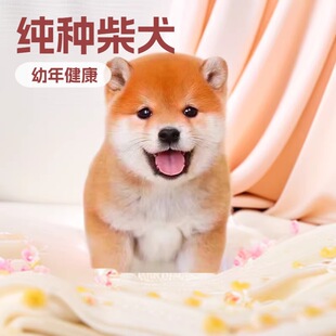 ���N��Ȯ��Ȯ����ɫ���������ձ���Ȯ��Ȯ������Ȯ���w��С��Ȯ