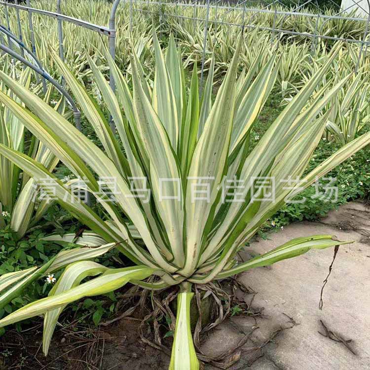 ������ (2).jpg