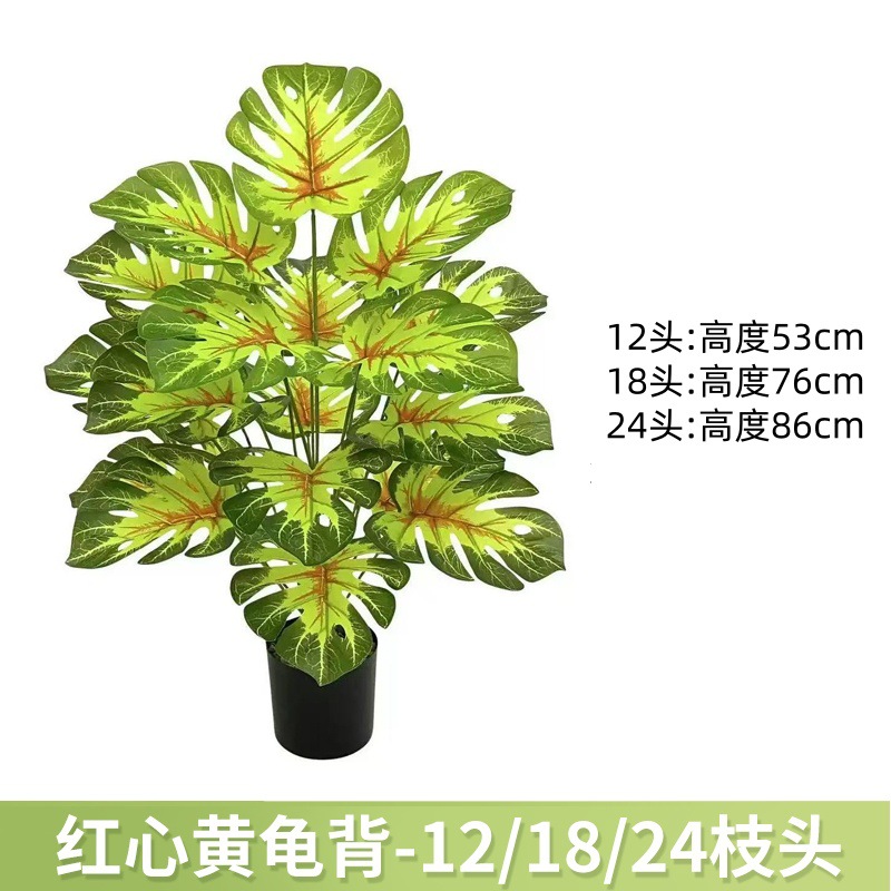 红心黄龟背 / 12叶高约63cm【不带黑盆】