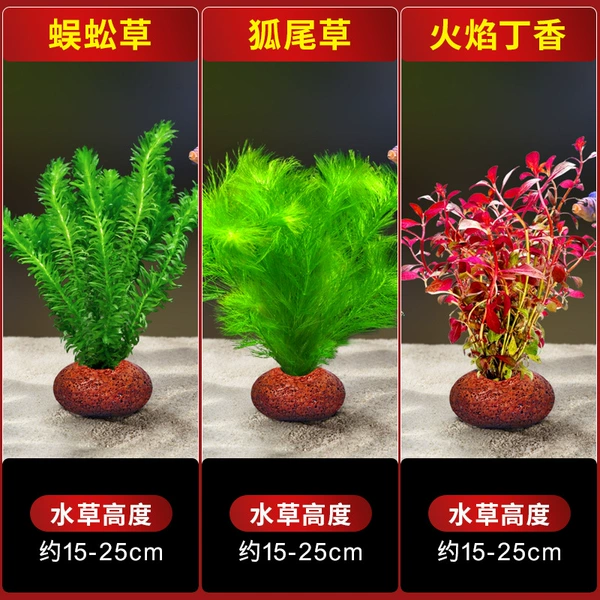 [Centipede Grass + Foxtail Grass + Flame Lilac] Volcanic Stone