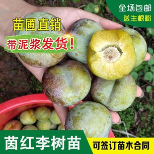 ��t������߅�t��������t��޽�������������Ӵ��Ó�������