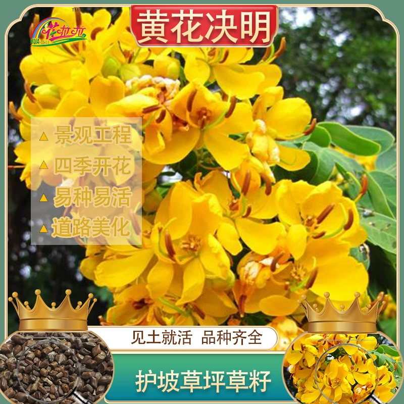 Семена для озеленения склонов: кустарники, трава, семена желтой кассии, семена желтой локустовой травы, горная лента, ландшафтные растения, устойчивые к засушливе