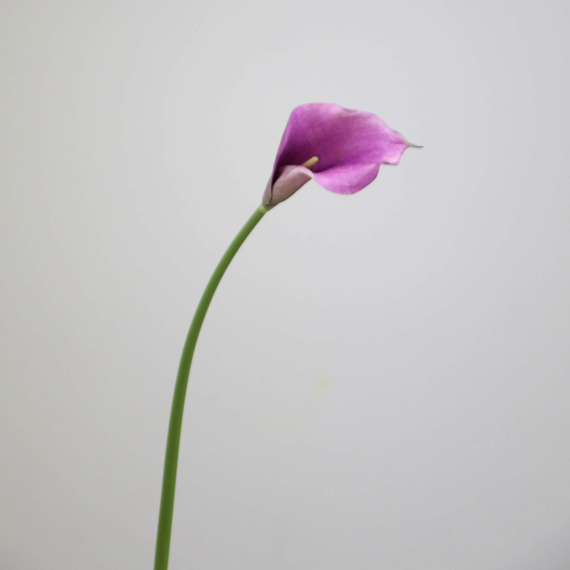 핑크 보라색