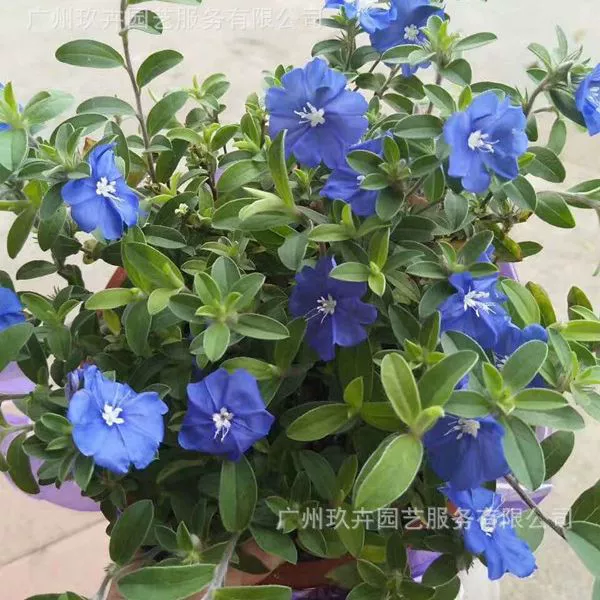 Июнь Снежный цветок Смотровые растения Цветочные площадки Саженцы Горшечный сад Сад Пейзаж Зеленые растения