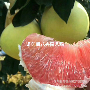 �����R���֘������Ә�t������޽ӹ������V�S���Ե��Ԯ���Y��
