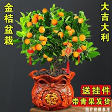 �ļ��۽�ۘ����Ԏ��G�������̨�ļ��_���Y��ֲ���ͺ��GֲС���