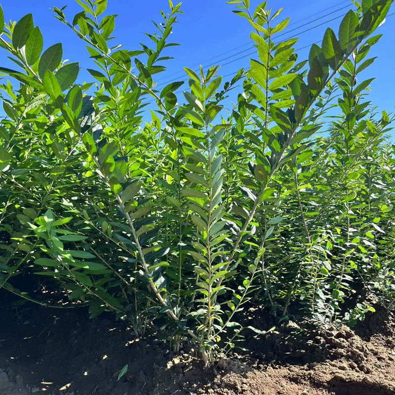 Оригинальные поставки привитых кустарников с водным воском, рассады с питательными веществами для водного воска, рассады живой изгороди с водным воском, морозостойкой рассады водного воска.