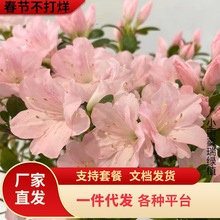 һ�����l��Խ�ļ����N�������̨�������|���N���֮�������r���N