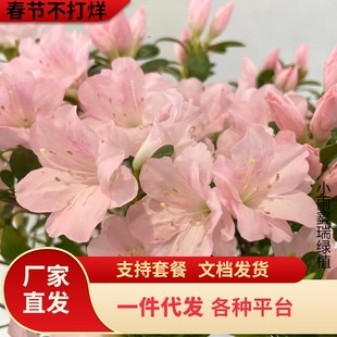 һ�����l��Խ�ļ����N�������̨�������|���N���֮�������r���N