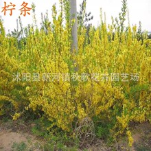 柠条种子 防风抗旱治沙多年生护坡绿化灌木牧草 小叶锦鸡儿种籽