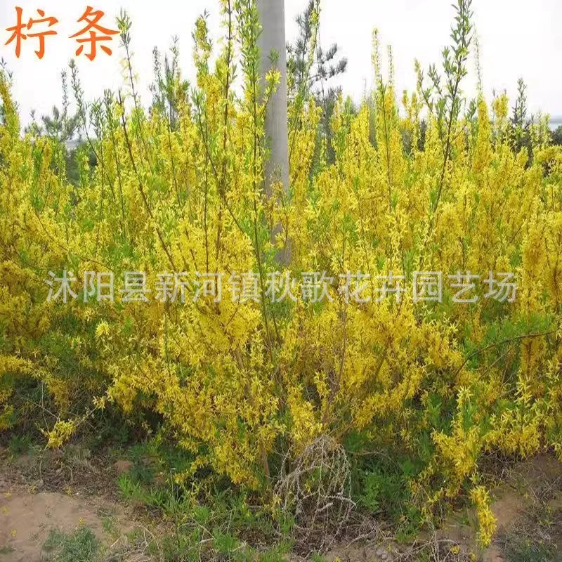 Карагана коршинская семена ветрозащитная и засухоустойчивость борьба песком многолетние защита склонов Озеленение кустарника кормовая трава Карагана микрофилла семена