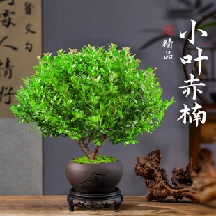 С�~����辰��z�ľ���Ծ�Ʒ�Ϙ�ֲ���҃��k�����ļ��Gֲ����