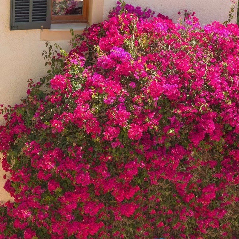 [Resistente al frío] Ciruela triangular cuatro estaciones flores al aire libre resistente al calor flores multicolores plantas de plantación verde