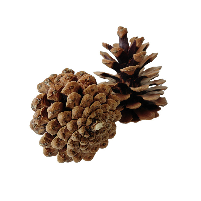 도매 및 소매 도매 및 소매 솔방울 원스톱 제조업체 원스톱 제품