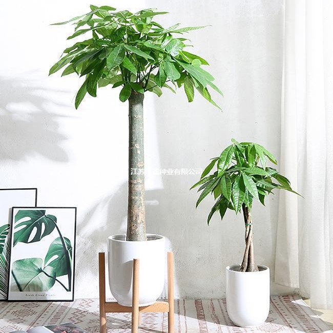 五辫独杆发财树盆栽大棵室内客厅办公室植物开业乔迁绿植四季常青
