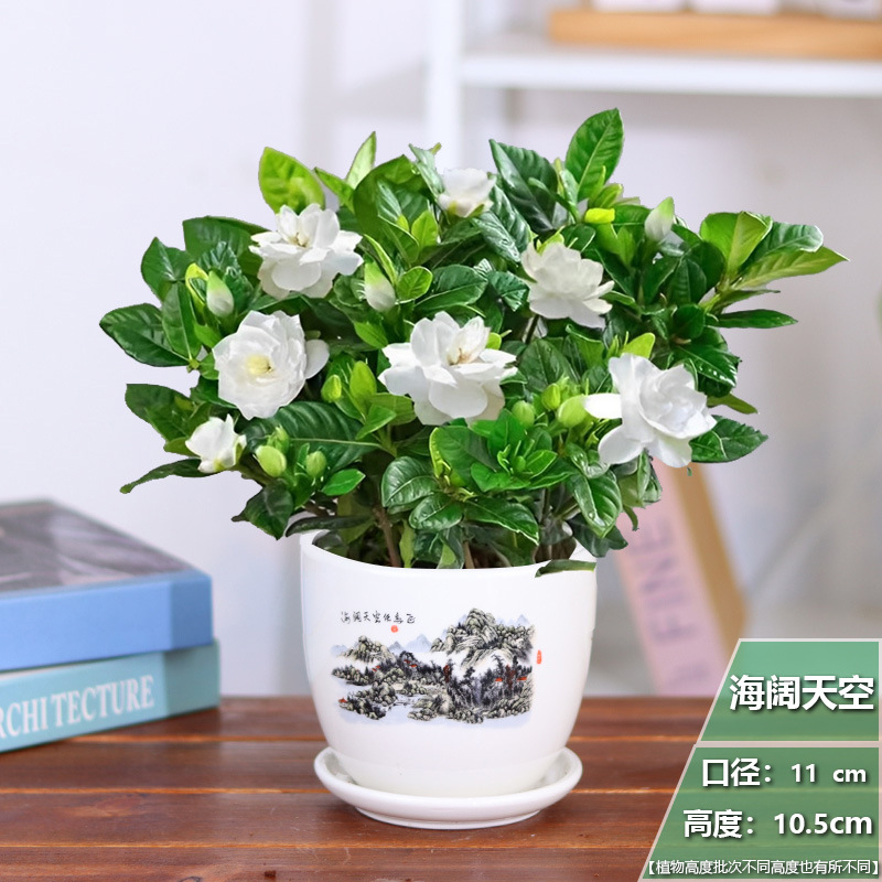 [중국풍] 치자나무 1개 + 하이쿠오티안 세라믹 화분 + 영양비료