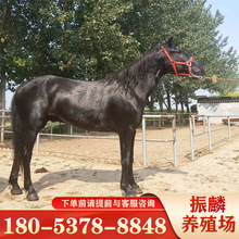 陝西西安騎馬價格 純血馬 半血馬 阿拉伯馬 混血馬廠家