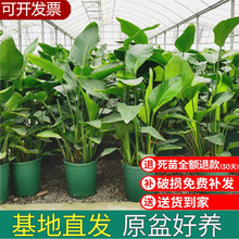 BԿ͏d҃ȺBͻܾGֲkpݾGɫֲQm