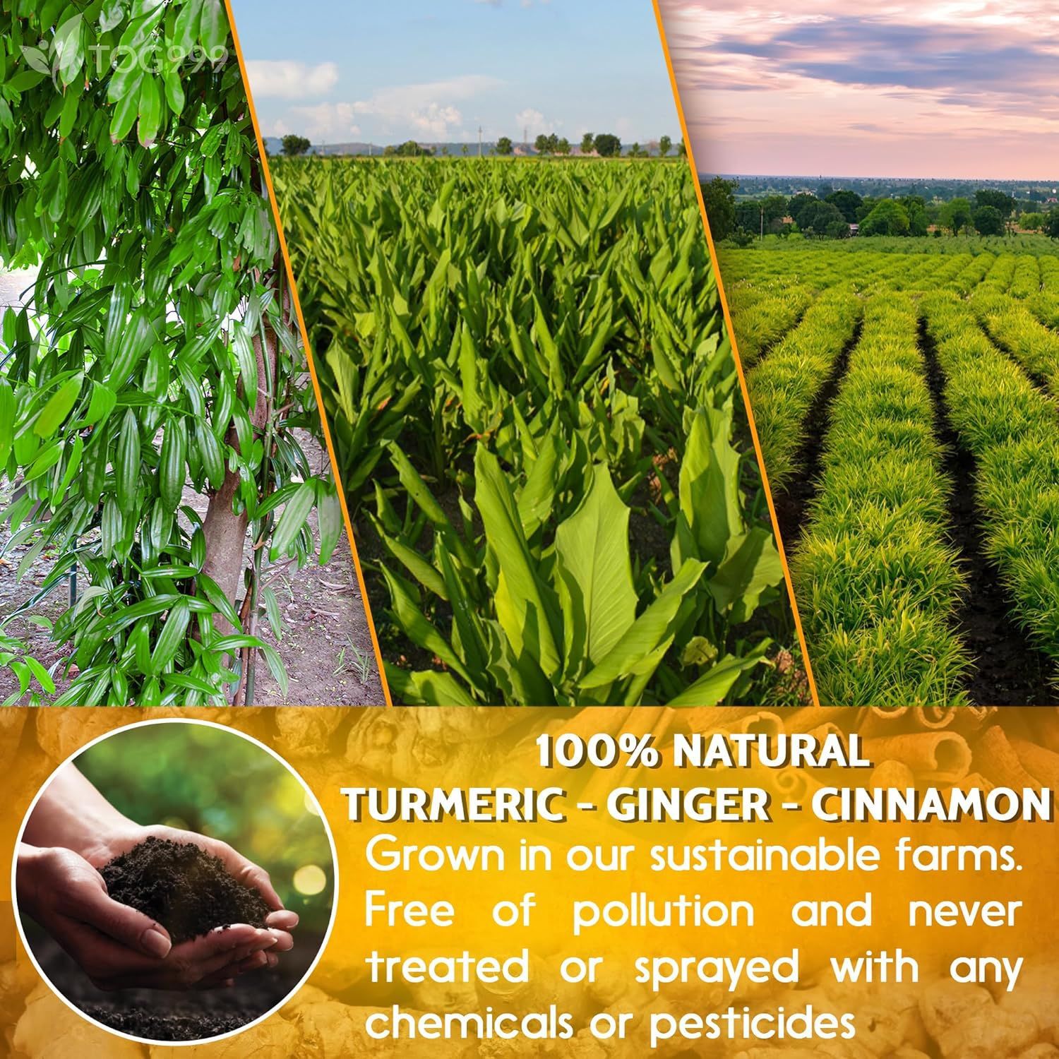 Turmeric Ginger Cinnamon Tea Bags 120 Bags Warming Herbal Blend for Daily Brewing key features