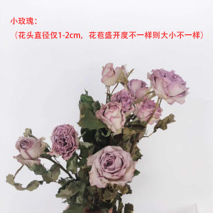 紫薔薇花圖片 海量高清紫薔薇花圖片大全 阿里巴巴
