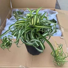 网红法国女郎邦尼新品卷叶卷边高端吊兰卷发女郎进口悬挂净化空气