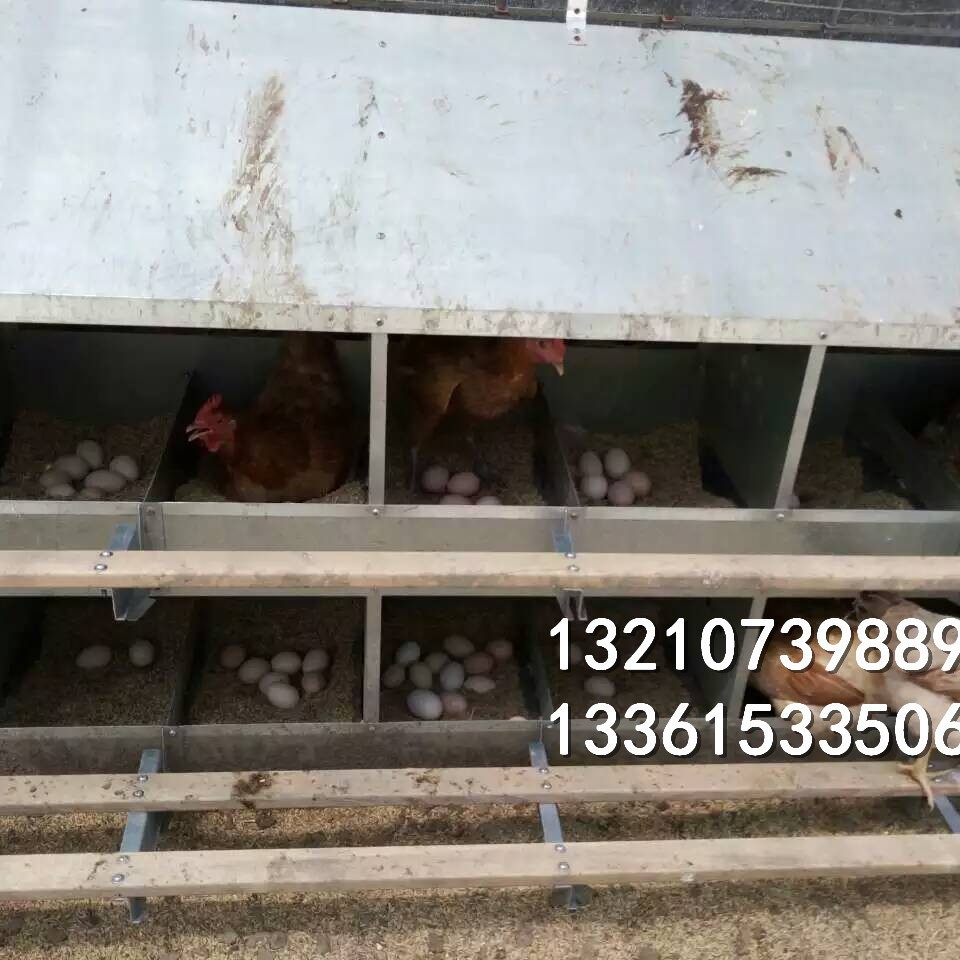 长期生产母鸡蛋窝 两层产蛋箱 12窝产蛋鸡窝