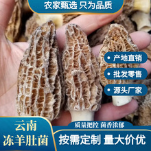 云南羊肚菌冻品批发整箱30KG冷冻羊肚菌酒店煲汤食用菌量大价优