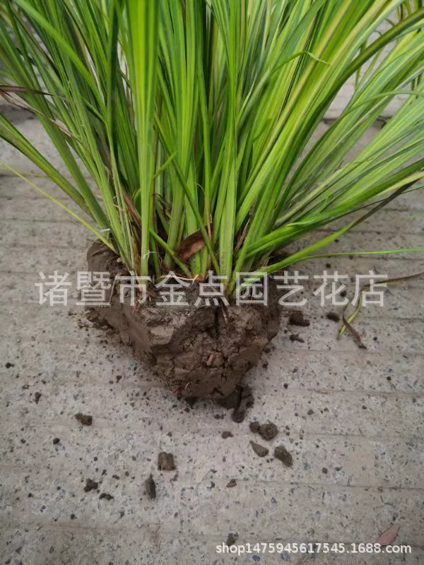 Цветок и лист Acorus Вода Acorus Камень Acorus Желтый Acorus Красный Acorus Различные водные растения Прямые продажи Сяошань