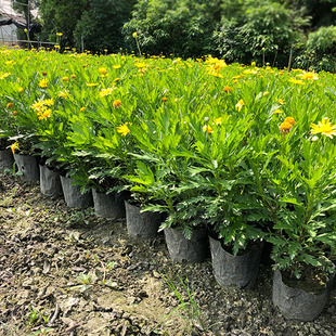 ľ����16���� �S��� �崺�� ����� �G�����̵ر�ֲ����ľ����