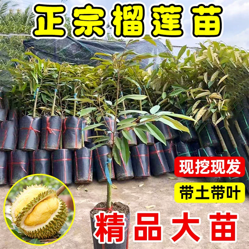 Саженцы дуриана, привитые почвой и листьями, высокоурожайное посадочное растение в садах, южное посадочное растение всесезонных фруктовых деревьев Musang King.