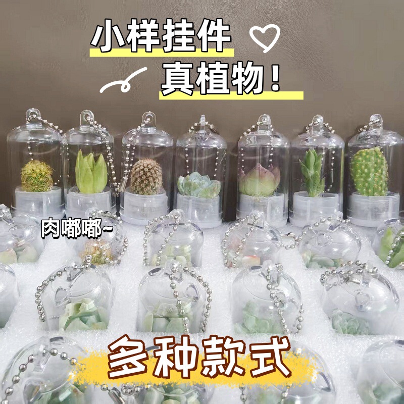 Succulent Super Cute Pendant Keychain Miniature Landscape Creative Gift Mini Potted Plant Mini Small Potted Plant Transparent and Cute