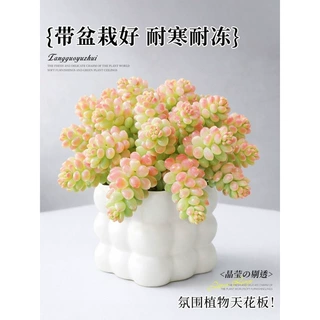 糖果新玉坠缀锦多肉植物办公室内桌面绿植盆栽幼儿园花卉水晶老桩