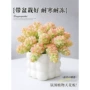 盆栽幼儿园办公桌面花卉